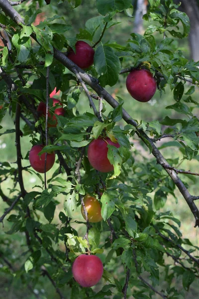 Prunier Aux Fruits Gros Plan Délicieuses Prunes Mûres Sur Branche — Photo