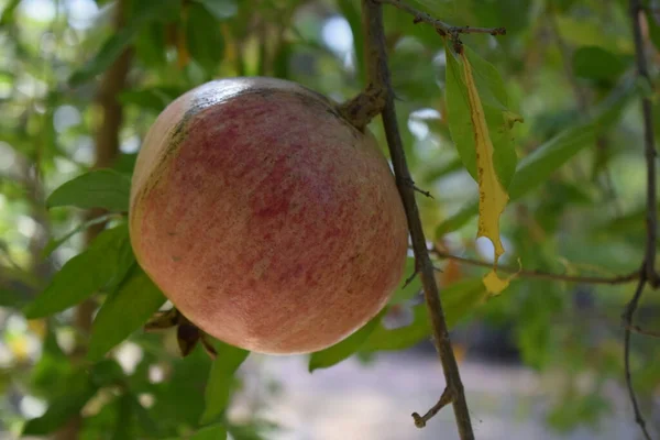 Granat Drzewie Naturalnym Punica Granatum Owoc Granatu Gałęzi Drzewa Ogrodzie — Zdjęcie stockowe