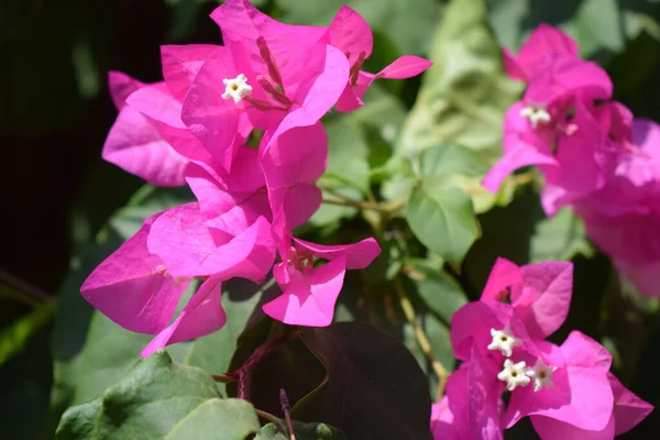 Lbougainvillea Bougainvillea Glabra Bougainvillea Flowers Close Macro View Bougainvillea Цветы — стоковое фото