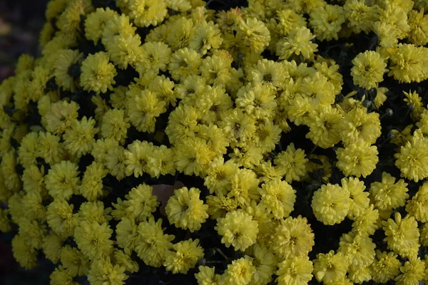 打开黄色菊花的花朵 秋天公园里的黄菊花 — 图库照片