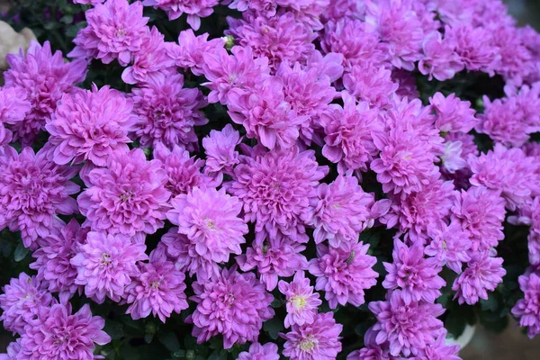 Purple chrysanthemum flowers. Flower bed of purple chrysanthemums, background for postcard or calendar. Walking in Park and enjoying beautiful autumn nature. Hello, Autumn!