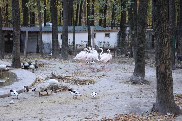 Een Groep Flamingo Dierentuin Flamingo Buurt Van Vijver Dierentuin — Stockfoto