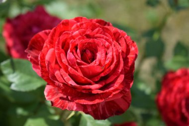 Koyu kırmızı vuruşların mermer rengine sahip kırmızı mermer gül spreyi (açı). Güzel kravat boyası gül çiçekleri yakın plan. Mermer kırmızı gül çiçekleri, tamamen çiçek açmış. Bahçedeki kırmızı mermer rengin yakın çekimi.