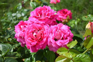 Vahşi, narin pembe güller. bitki arka planı. Soluk kırmızı güllerin güzel çalısı. Yaz mevsiminde bahçede kırmızı bir gül dalı. Gül goncaları yakın plan.
