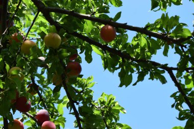 Meyveli erik ağacı. Bahçedeki ağaç dalında lezzetli olgun eriklerin yakın çekimi. Bahçede yeşil yapraklı kırmızı erik meyveleri yetişiyor..