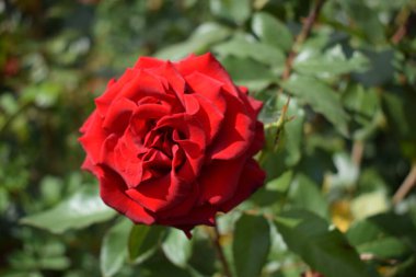 Kocaman kırmızı bir gül. Koyu kırmızı renk. Tomurcuklu büyük güzel kırmızı gül çiçeği. Hassas gül yaprakları makro arka plan. Bokeh doğa bitki bahçeli güzel büyük kırmızı bir gül..