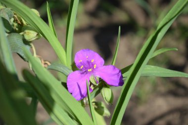 Tradescantia bahçesinin ortasında yeşil yapraklardan oluşan kabarık bir bahçesi olan güzel mor-mor bir çiçek. (Tradescantia virginiana) Bahçede açan güzel çiçeklerin Macro fotoğrafı..