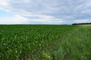 Gün batımında taze mısırlı yeşil tarla. Erken safhada yeşil mısır tarlası. Tipik mısır çiftliği