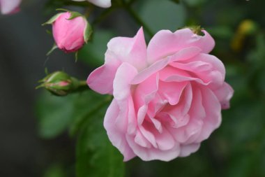 Renkli, güzel, bahçede narin bir gül. Bahçedeki pembe güller arka planda bulanık.