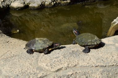 Kaplumbağalar göletin yanındaki kayalarda güneşleniyor. Gölde güneşli bir grup kaplumbağa. Sudan çıkmış bir kayanın üzerinde dinlenen su kaplumbağaları.
