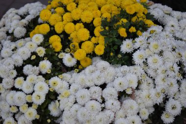 Renkli kasımpatı çeşitliliğinin yakın görüntüsü. Güzel kasımpatılardan oluşan çok renkli çiçek yatakları