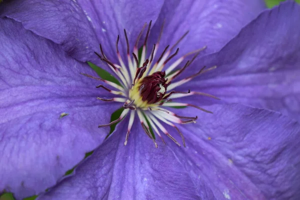 Una Flor Púrpura Clematis Clematis Viticella Florece Jardín Japonés Flor — Foto de Stock