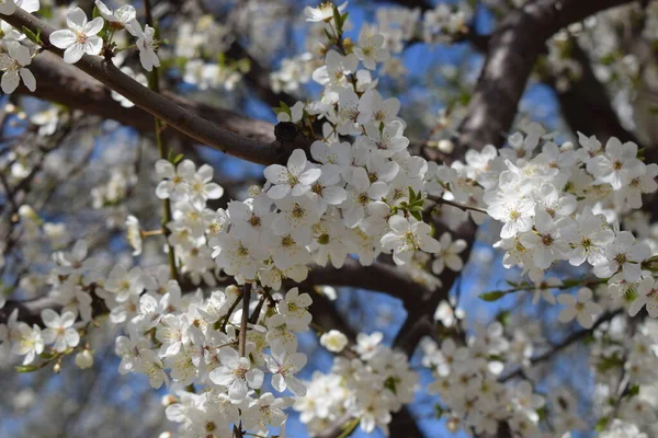 Bela Primavera Flor Cereja Branca Uma Árvore Cereja Jardim Contra — Fotografia de Stock