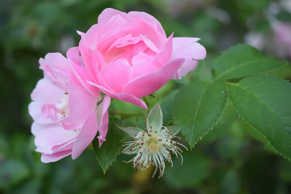 Πολύχρωμο Όμορφο Ντελικάτο Τριαντάφυλλο Στον Κήπο Ροζ Τριαντάφυλλα Στον Κήπο — Φωτογραφία Αρχείου