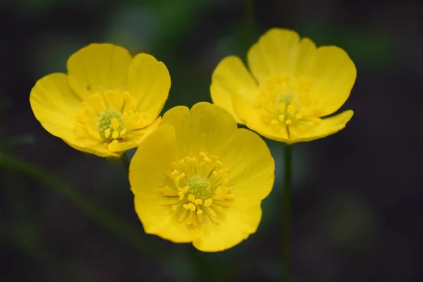 Ranunculus Acris Meadow Buttercup Tall Buttercup Giant Buttercup Close Common — Stock Photo, Image