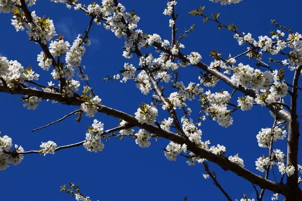 Sakura Florescente Árvore Cereja Com Flores Brancas Fundo Azul Céu — Fotografia de Stock