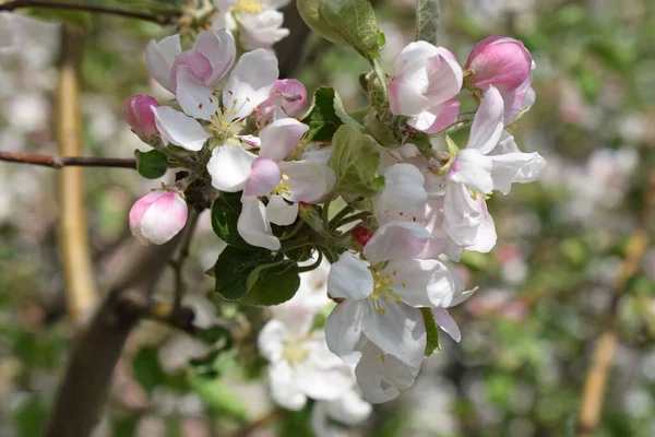 Apple Tree Blossom Blossom Apple Nature Background Spring Flowers Beautiful — Stock Photo, Image