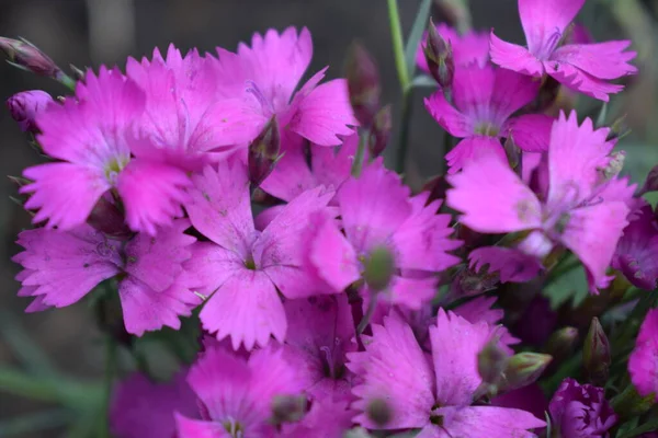 Flower Carnation gratianopolitanus Firewitch ve leylak yaprakları. Dianthus chinensis çiçeği pembe arka planlar baharda bahçede çiçek açar. Dianthus gratianopolitanus.
