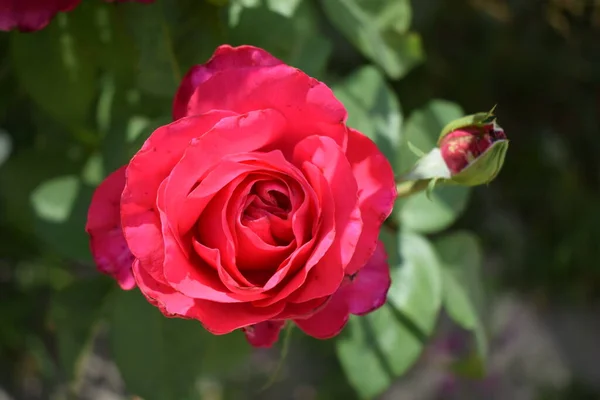 Большая Красная Роза Глубоко Красный Цвет Большой Красивый Цветок Красной — стоковое фото