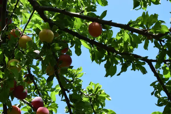 Meyveli erik ağacı. Bahçedeki ağaç dalında lezzetli olgun eriklerin yakın çekimi. Bahçede yeşil yapraklı kırmızı erik meyveleri yetişiyor..