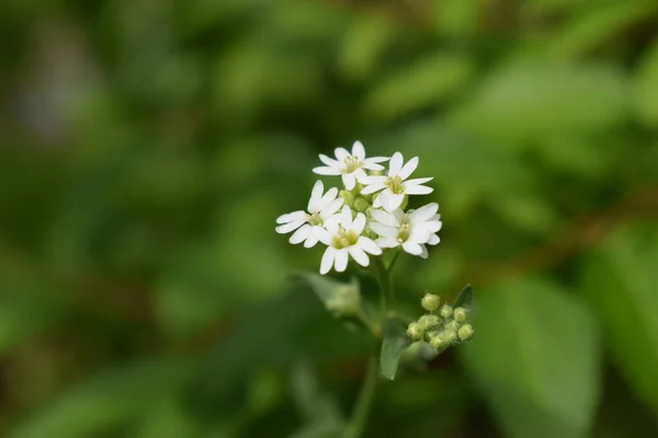 Micro White Flowers Yellow Mid Core Point White Inflorescence Flower — Stock Photo, Image