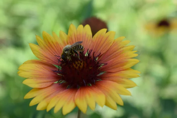 Μέλισσα Ένα Λουλούδι Gaillardia Aristata Κοινή Gaillardia Λουλούδι Κόκκινα Και — Φωτογραφία Αρχείου