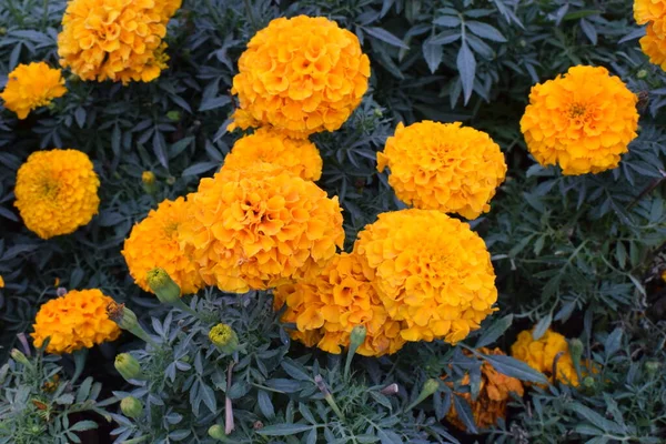 Lecho Flores Con Caléndulas Amarillas Cerca Decoración Macizos Flores Parque — Foto de Stock