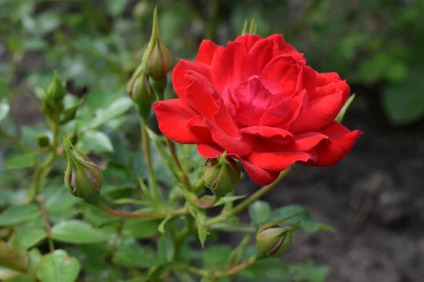 Rosa Vermelha Bonita Com Botões Jardim Cyme Pequenas Flores Vermelhas — Fotografia de Stock