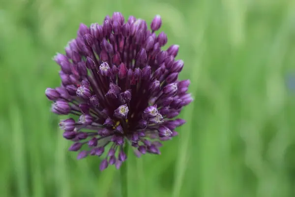 Macro Closeup Красивий Фон Фіолетового Allium Purple Hollandicum Декоративних Цибулинних — стокове фото