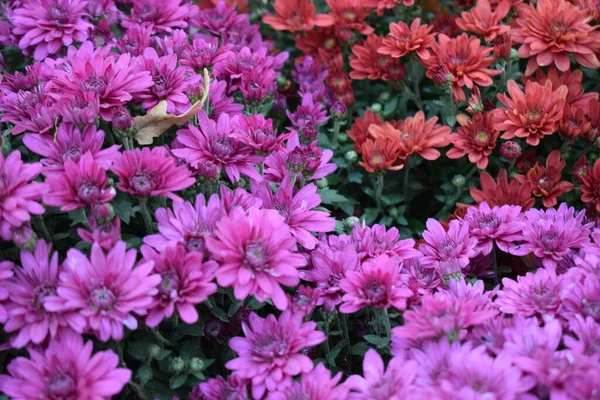 Bellissimi Colorati Crisantemi Autunnali Freschi Mazzi Fiori Rossi Viola Rosa — Foto Stock