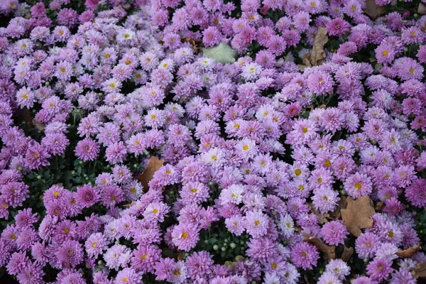 Lecho Floral Crisantemos Púrpura Fondo Para Postal Calendario Paseando Por — Foto de Stock