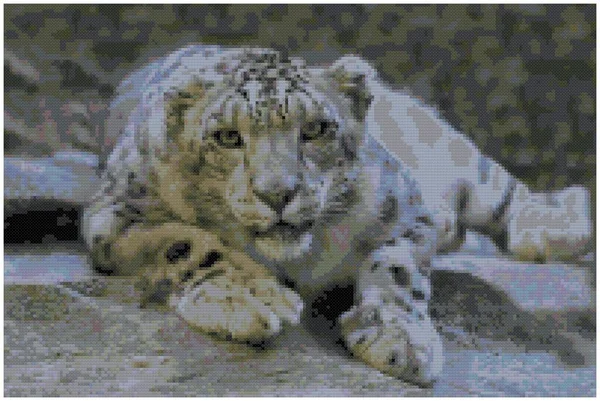 Retrato Leopardo Neve Leopardo Neve Salta Sobre Uma Rocha Snow — Fotografia de Stock