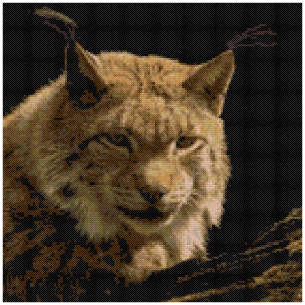 링크스 선생님 2008 Close Portrait Eurasian Lynx Lynx Slyx 보브캣의 — 스톡 사진