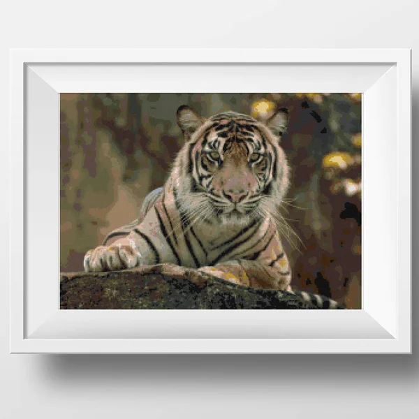 Tygr Odpočívá Dívá Krásná Silná Velká Tygří Kočka Amur Tiger — Stock fotografie