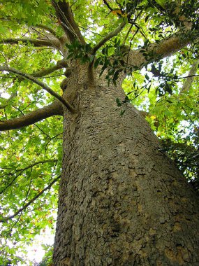 büyük ağaç