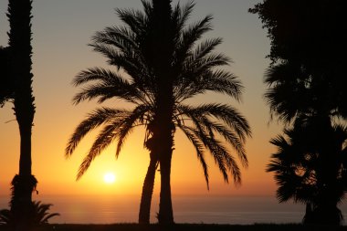 Palm siluetleri günbatımı ağaçlar tenerife, İspanya