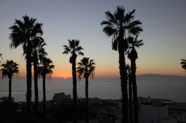 palmiye ağaçları ve gün batımı