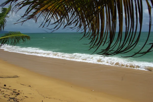 Las ramas de las palmas de coco contra el cielo azul claro y el tur — Foto de Stock