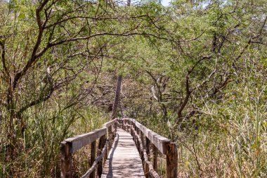 Curu Vahşi Yaşam Rezervi 'nin patikalarındaki Rustik ahşap köprü. Nehir kıyısında ve mangrov ormanlarında geziniyorum. Kosta Rika 'nın Pasifik Puntarenaları.