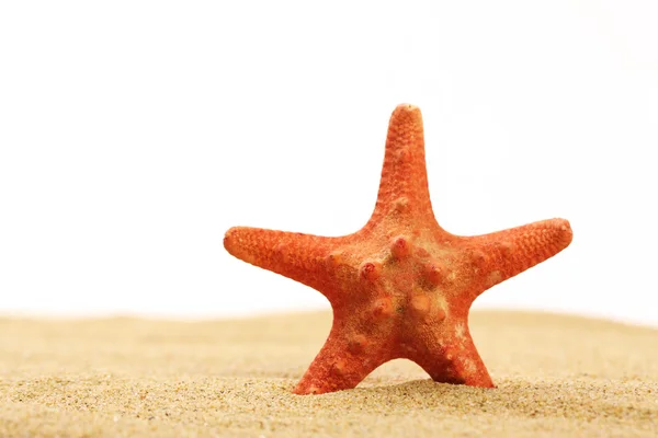 Estrella de mar roja parada en la arena del mar sobre fondo blanco —  Fotos de Stock