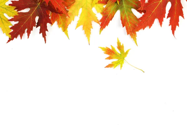 Autumn fallen colored leaves on white background — Stock Photo, Image