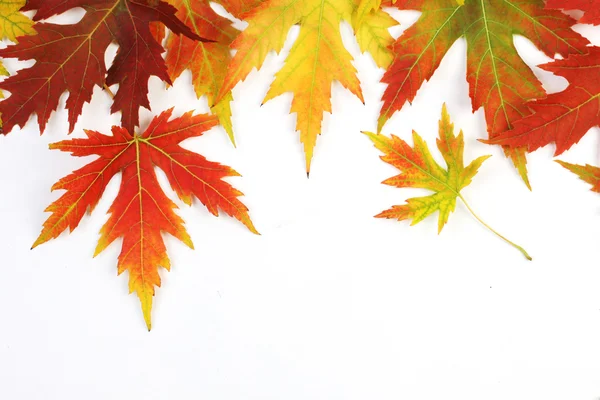 Autumn fallen colored leaves on white background — Stock Photo, Image