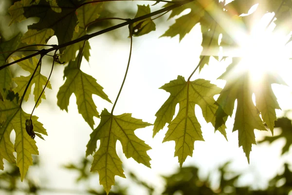 Natuurlijke groene en gele maple herfstbladeren en zonneschijn — Stockfoto