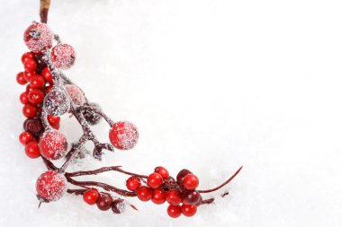 Buzlanma şube kırmızı rowanberries ve rose hips üstünde kar - banner