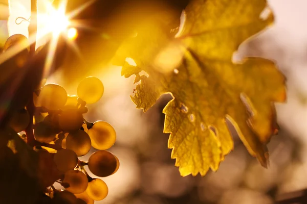 Rijpe druiven wijn en wijn blad in zonlicht - horizontale — Stockfoto