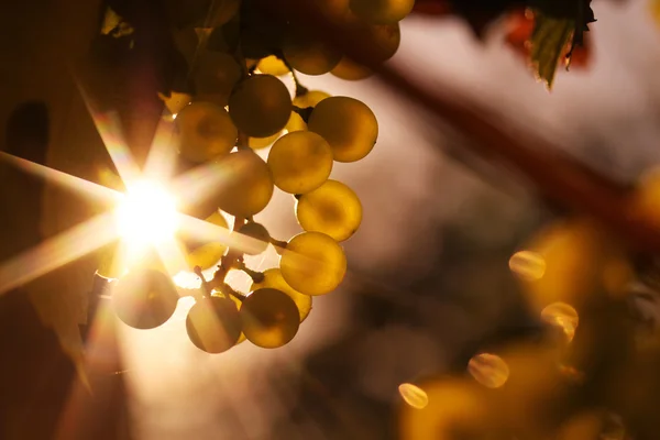 Rijpe druiven wijn en wijn in zonlicht ster - horizontale — Stockfoto