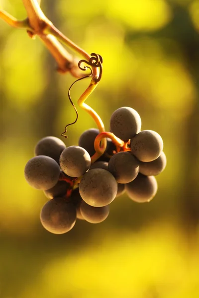 Uvas maduras. Close-up de uvas de vinho tinto em maturação na vinha durante o Outono — Fotografia de Stock