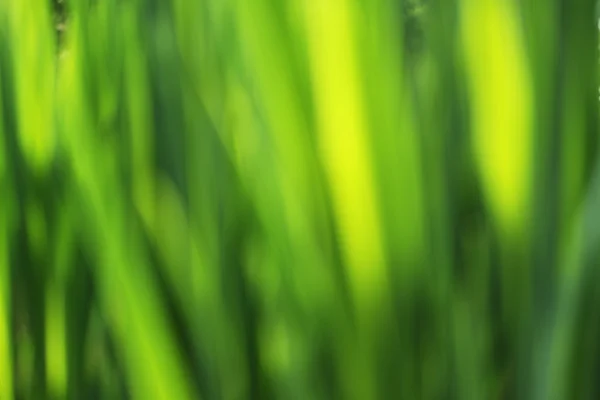 Abstract defocused green background - green grass leaves — Stock Photo, Image