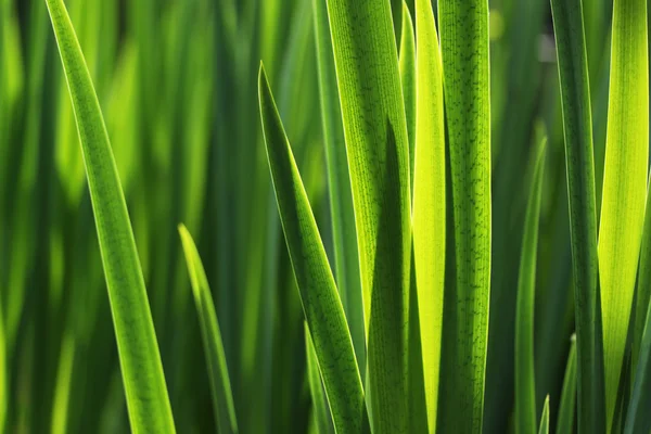 Folhas de grama verde fresco - fundo verde — Fotografia de Stock