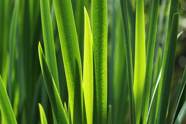 Taze yeşil çimen yaprakları - yeşil arka plan — Stok fotoğraf